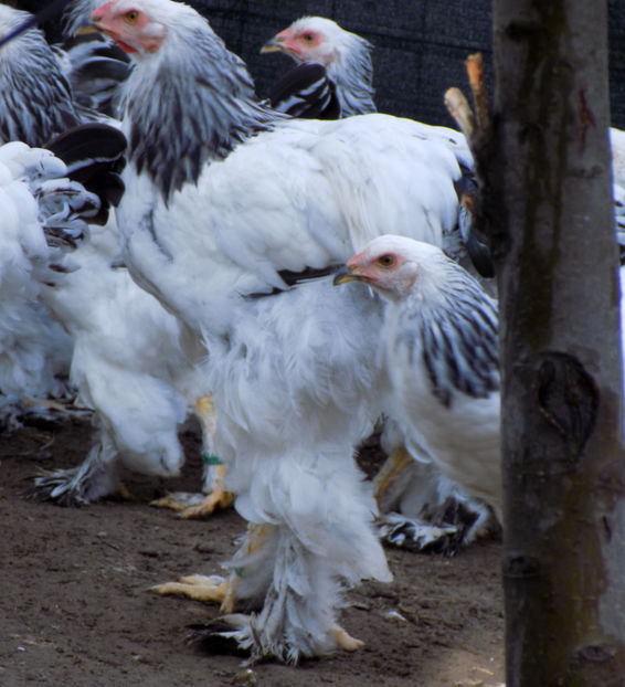  - VIITOR SPERANTE PTR 2020