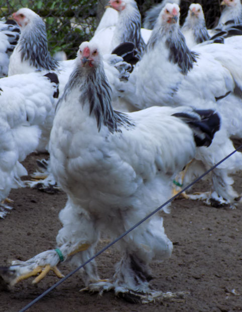  - VIITOR SPERANTE PTR 2020