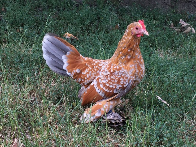 AC25F39D-67E9-447B-814B-909C33C097FD - c--Mii de flori Auriu Albastru Portelan