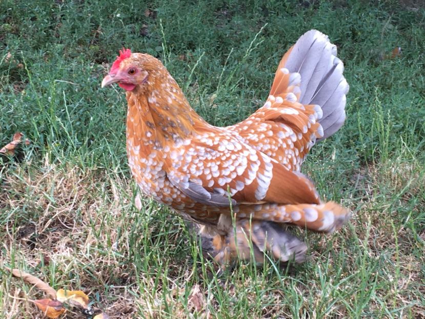 180E2214-BAE6-4C39-AA2B-104B07864D2A - c--Mii de flori Auriu Albastru Portelan