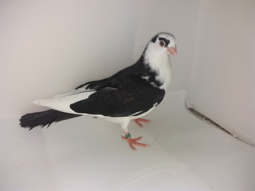 6998  femelă  2019 - Plecați ALBUM 2