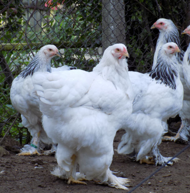  - VIITOR SPERANTE PTR 2020