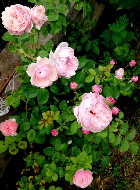  - Alnwick castle rose