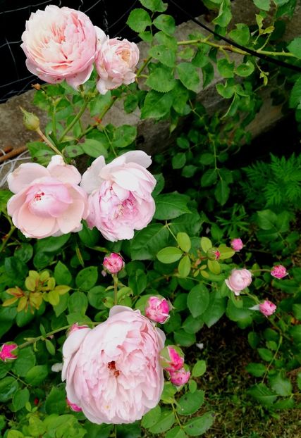  - Alnwick castle rose