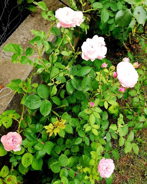  - Alnwick castle rose