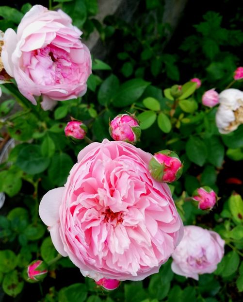  - Alnwick castle rose