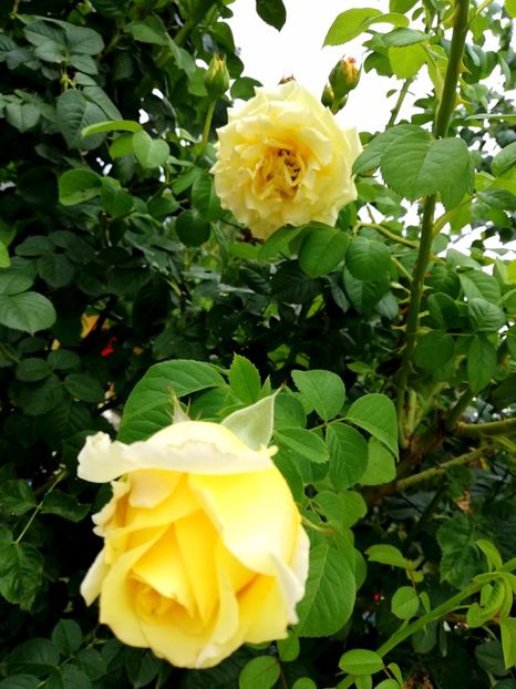  - Cyrano de Bergerac