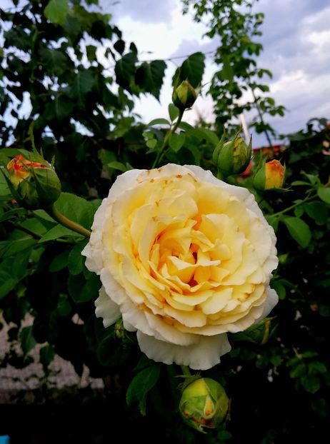  - Cyrano de Bergerac