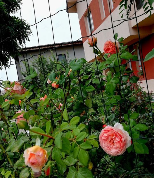  - Abraham Darby