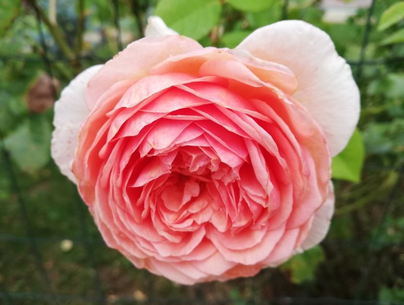  - Abraham Darby
