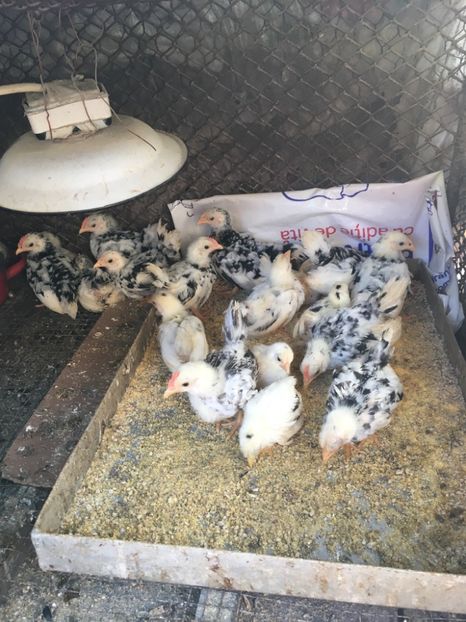 17C0530E-763A-48C9-B824-9BC5545D4696 - Puii Chabo 2019