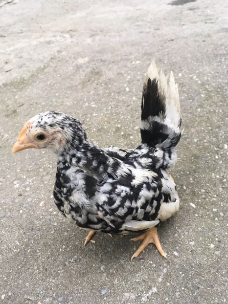 B8883B36-B9C4-46E2-ABB2-FE7CC9BEE9CC - Puii Chabo 2019