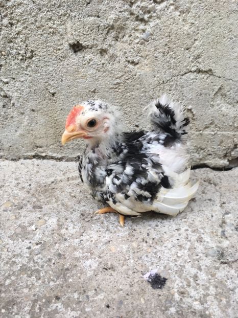 576DDCFD-F0AA-47CF-AD13-8B67F5F3B3A2 - Puii Chabo 2019