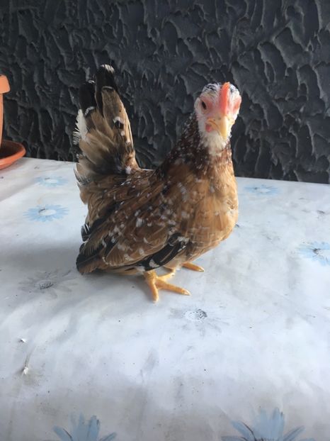 36C1F13F-A3FF-4327-A06C-6C26864540AB - Puii Chabo 2019