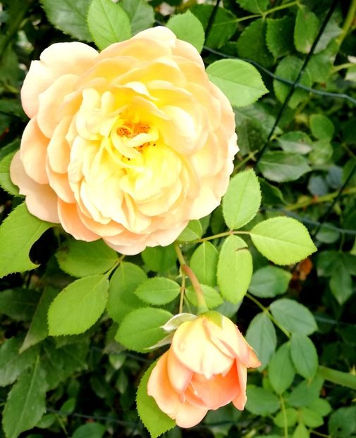  - Lady of Shallot