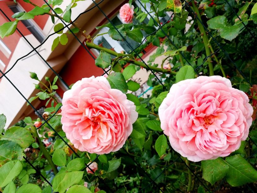  - Abraham Darby