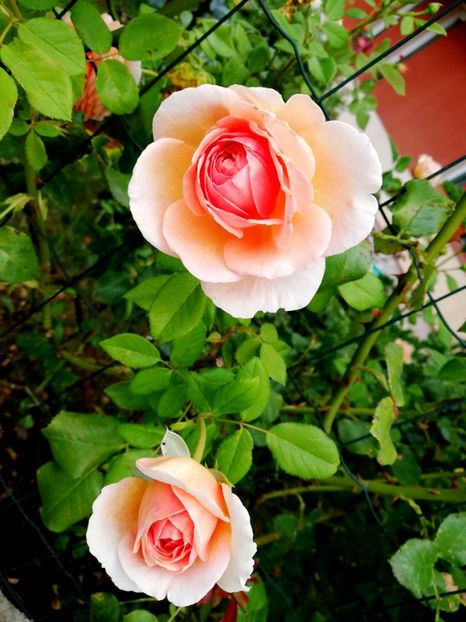  - Abraham Darby