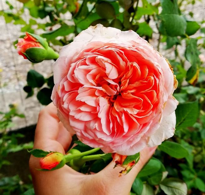  - Abraham Darby