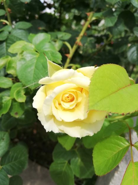  - Cyrano de Bergerac