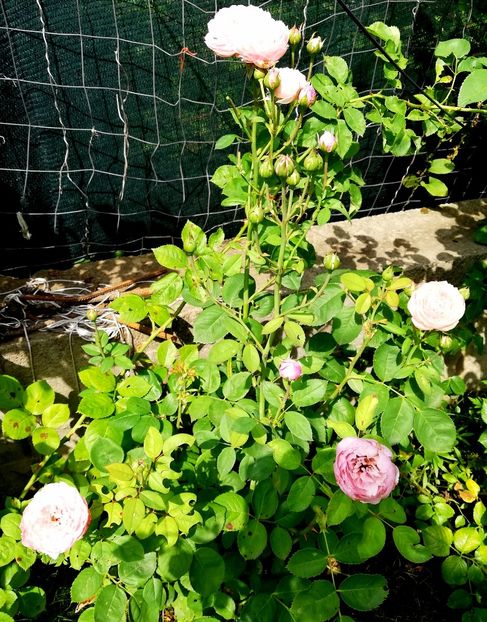  - Alnwick castle rose