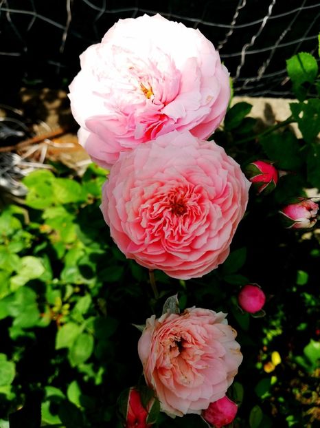  - Alnwick castle rose