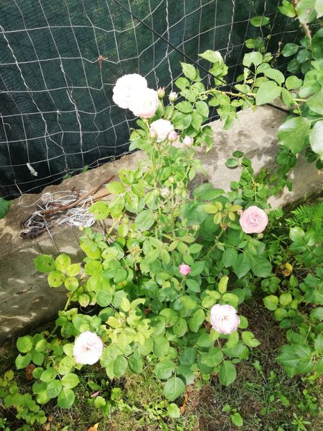  - Alnwick castle rose