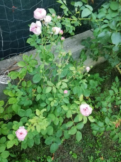  - Alnwick castle rose