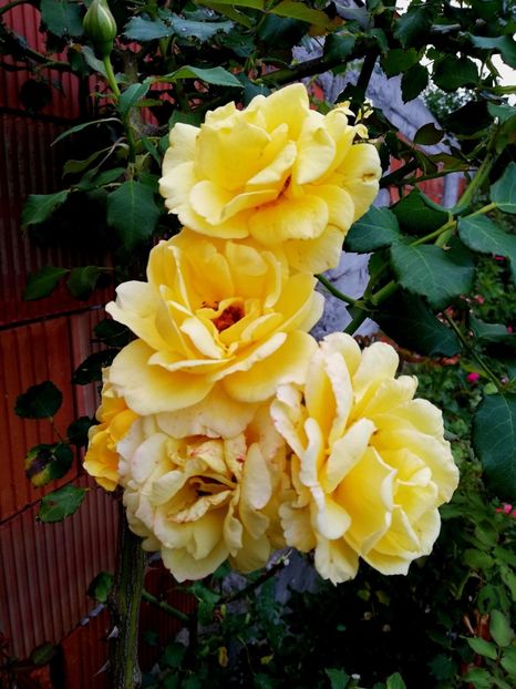  - Rimosa urcator