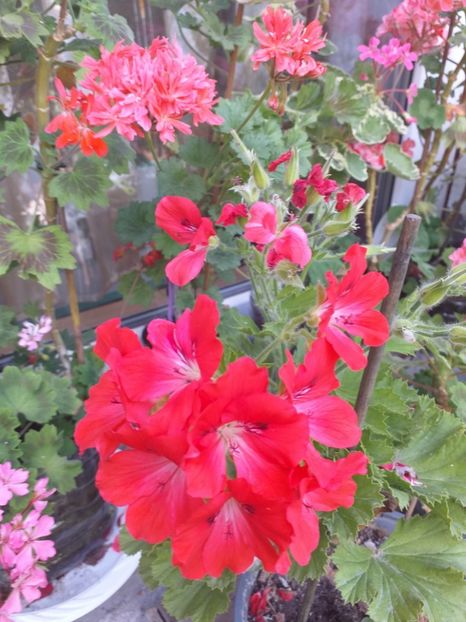  - CÂTEVA MUSCATE 2019