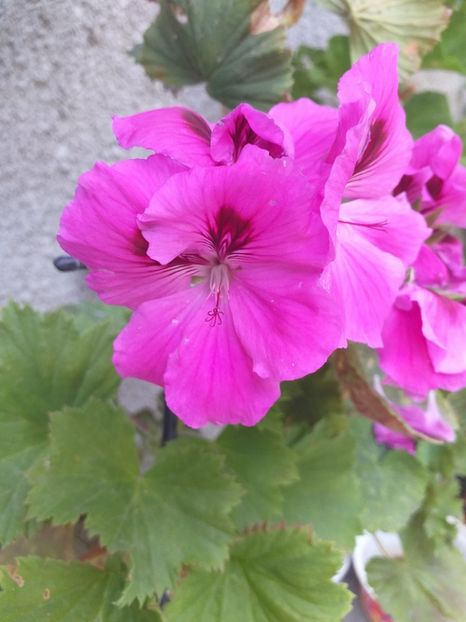  - CÂTEVA MUSCATE 2019