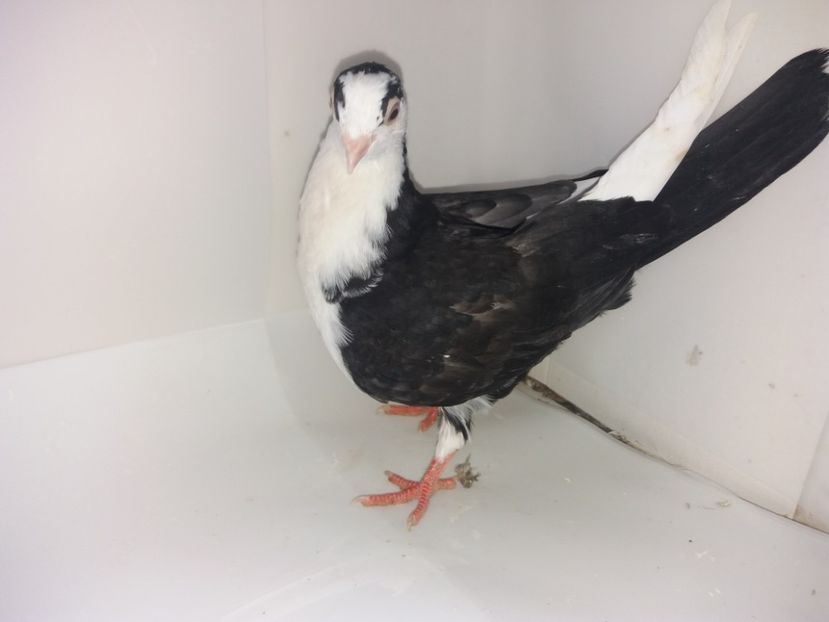 6971  femelă  2019 - Plecați ALBUM 2