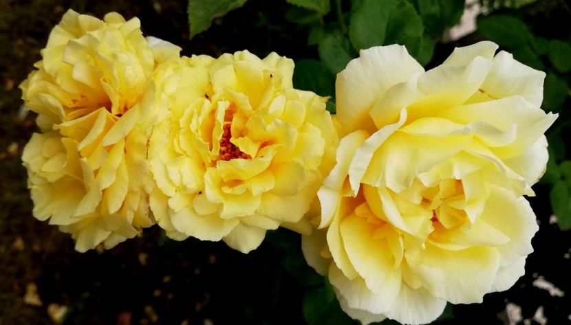  - Cyrano de Bergerac