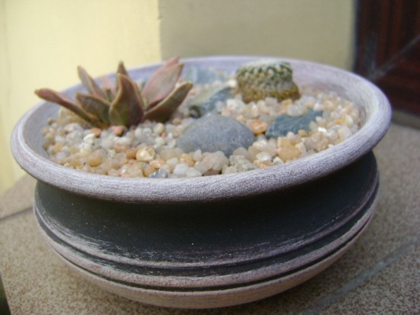 Turbinicarpus pseudopectinatus & Ariocarpus retusus - Cactusi 2019 bis