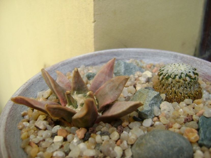 Turbinicarpus pseudopectinatus & Ariocarpus retusus - Cactusi 2019 bis