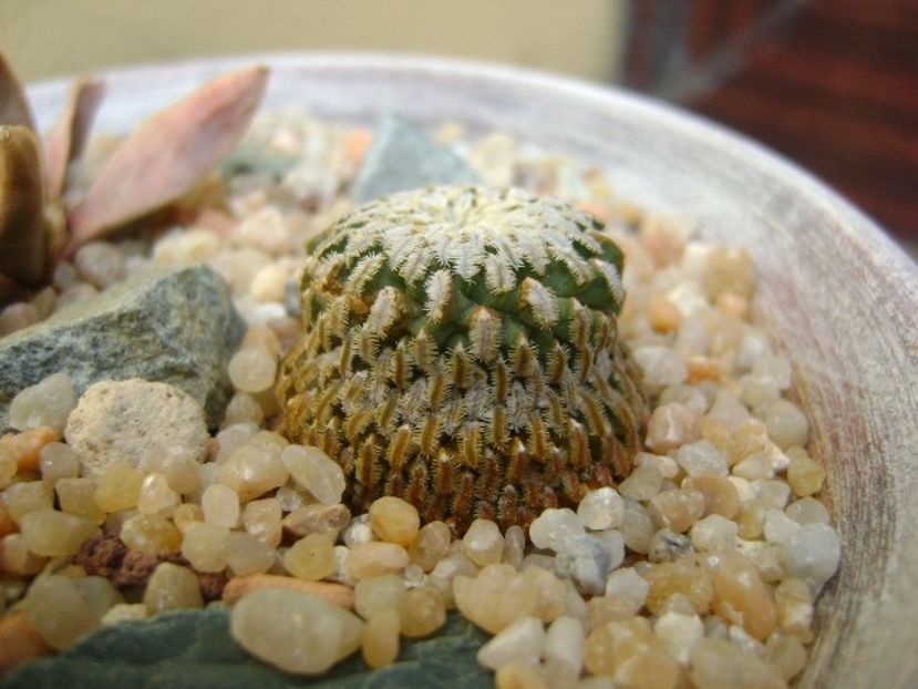 Turbinicarpus pseudopectinatus - Cactusi 2019 bis