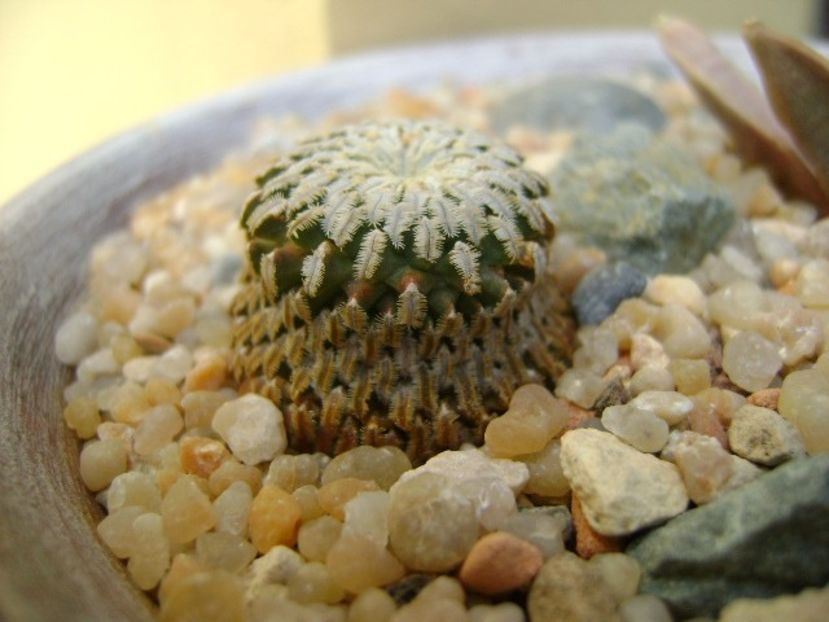 Turbinicarpus pseudopectinatus - Cactusi 2019 bis