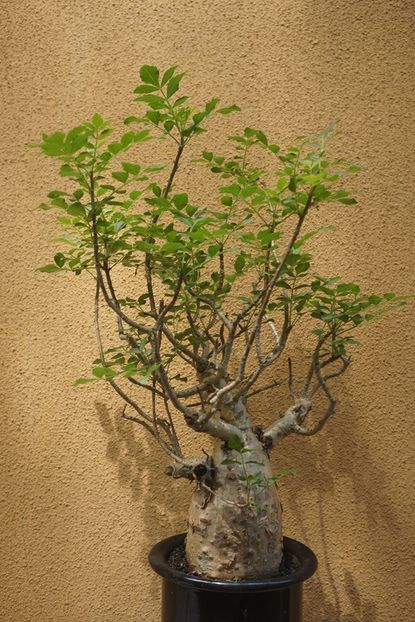 Bursera sp. - Whish list pentru viata urmatoare1