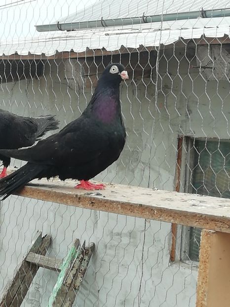  - 2019