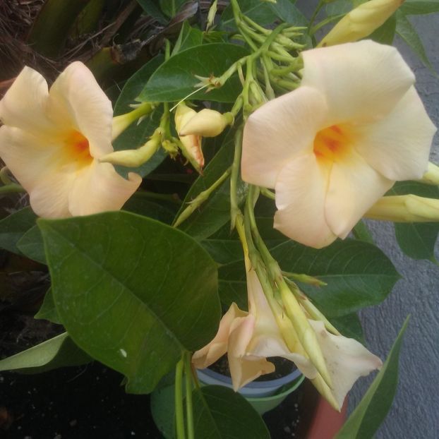  - Dipladenia-Mandevilla