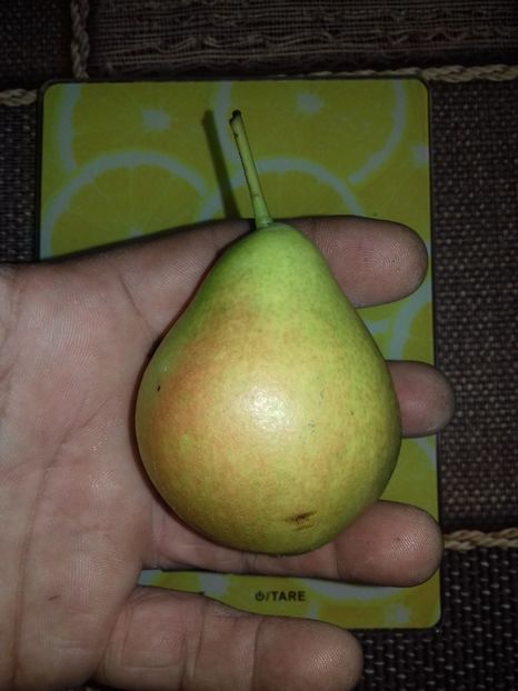  - Par timpuriu de la Ciprian