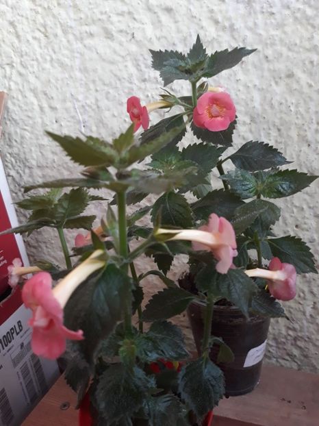  - R21 - Mary Poppins