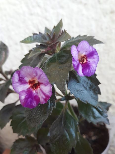  - 001 2021 - Little Lulu