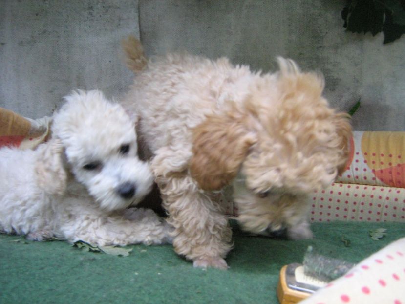  - MUKY_ ceva special