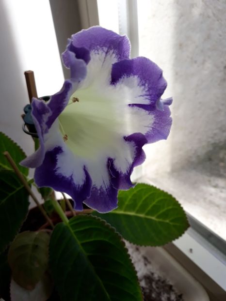  - gloxinii_2019