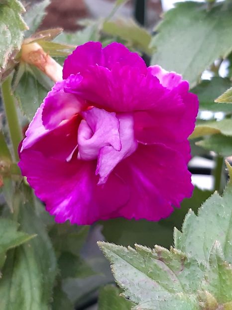 Queen of Lace!!! Nu e greșit!!! - Comparații