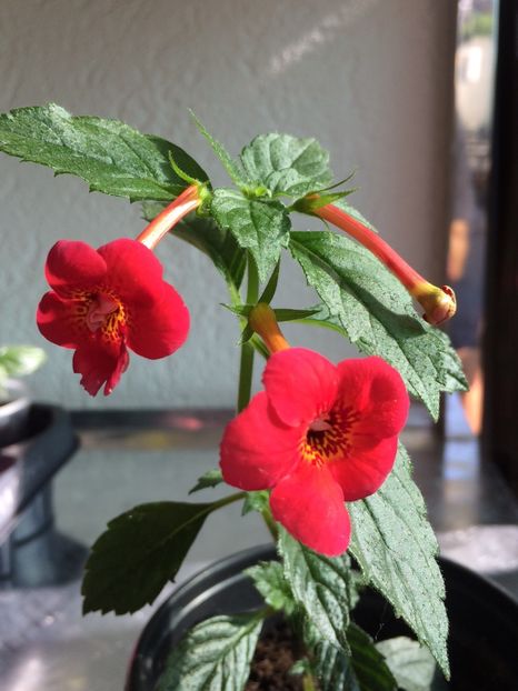 16.07.2019 - Achi Identificare răsturnați