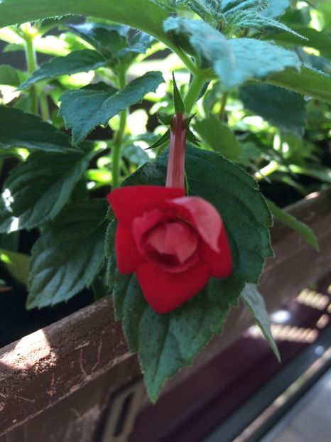 Nero-16.07.2019 - Achimenes 2019