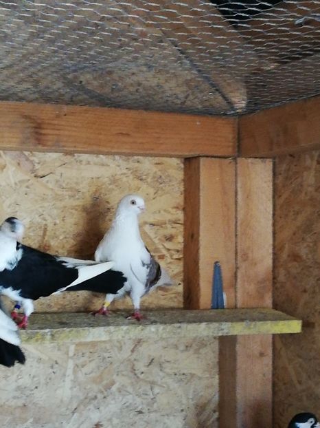  - De vânzare Gălățeni De zbor fără joc