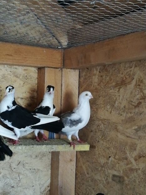  - De vânzare Gălățeni De zbor fără joc