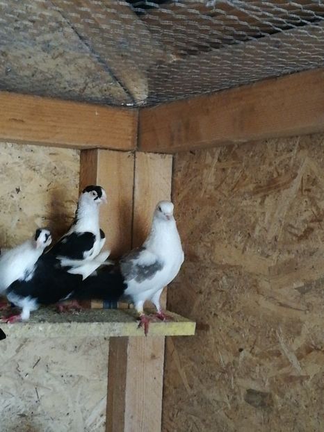  - De vânzare Gălățeni De zbor fără joc